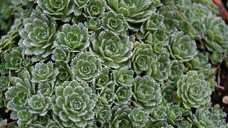 Saxifraga paniculata (aizoon), Krustensteinbrech