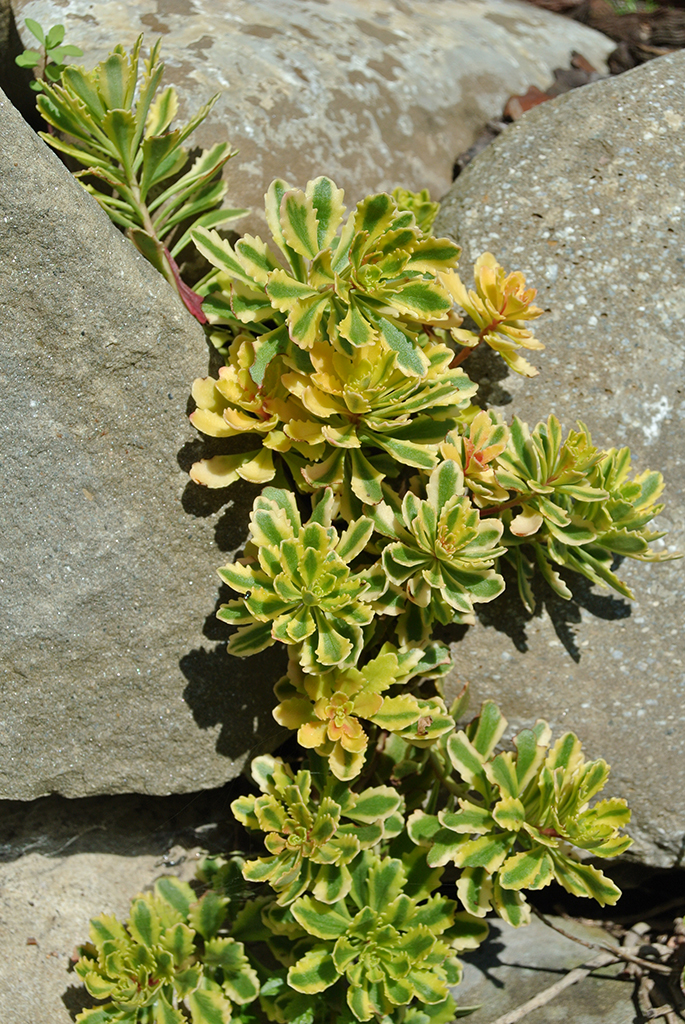Sedum Hybridum Variegata, Sibirische Fetthenne