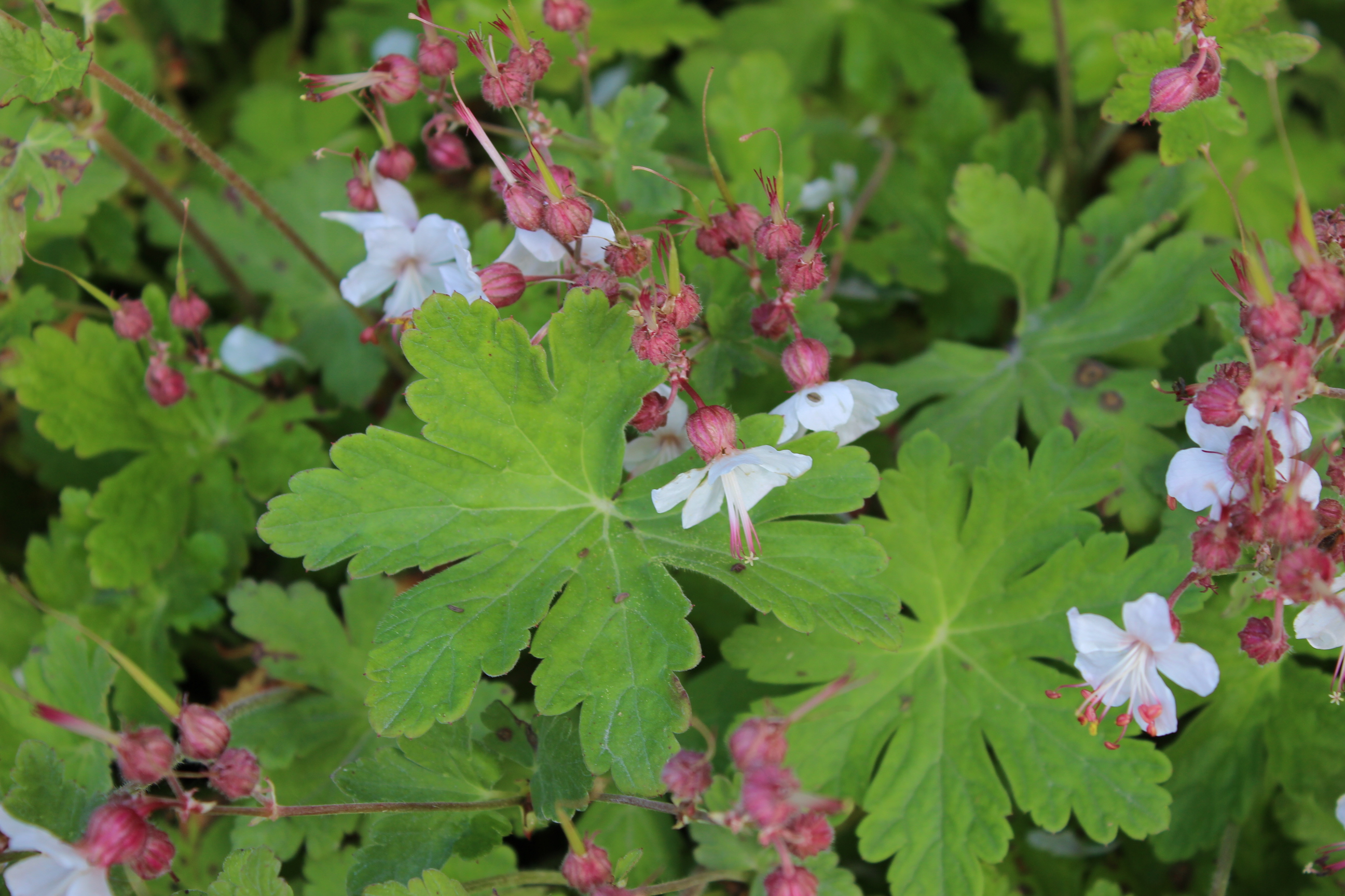 Geranium-mac-2-spessart-weiss Geranium macrorrhizum spessart, Felsen-Storchschnabel