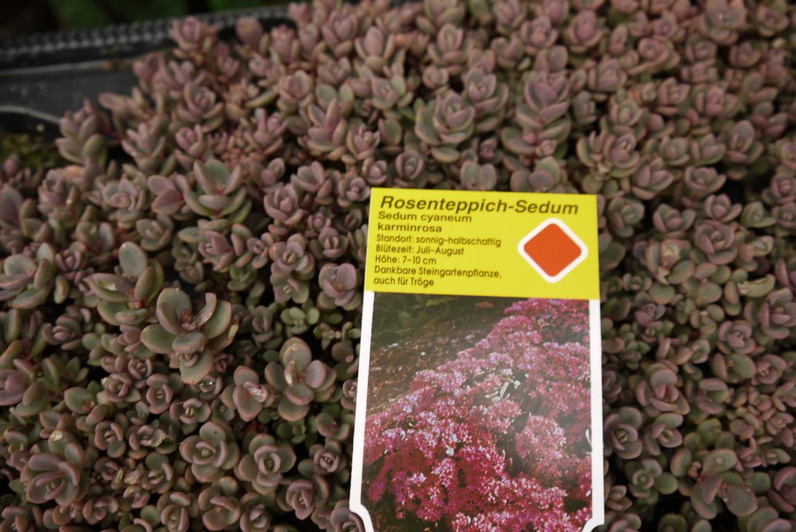Hylotelephium cyaneum Rosenteppich, Blaugraues Fettblatt