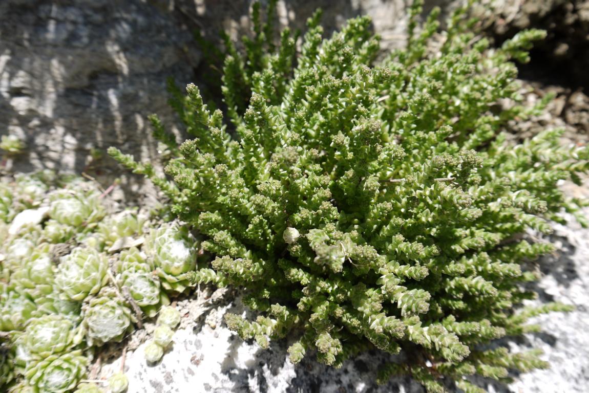 Sedum acre, Scharfer Mauerpfeffer