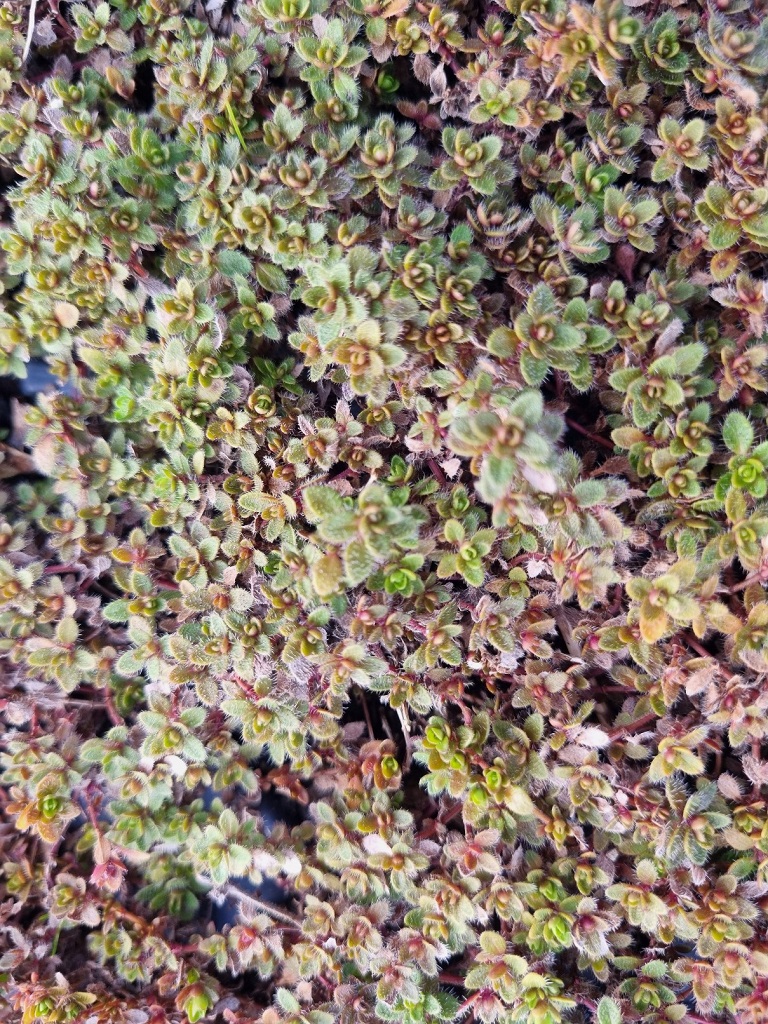 Doerfleri2 Thymus doerfleri ´Bressingham Seedling`, Bodendecker Thymian