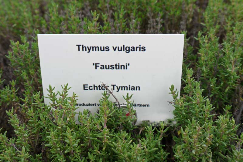 Thymus vulgaris, Echter Thymian