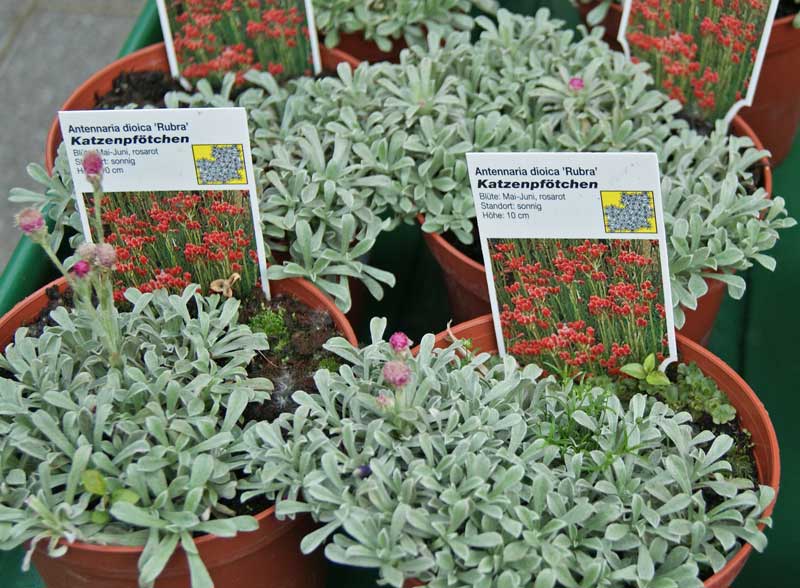 Antennaria dioica, Katzenköpfchen