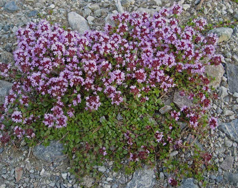 thymus-serphyllum-bambuswald2 Thymus serpyllum, Sandthymian