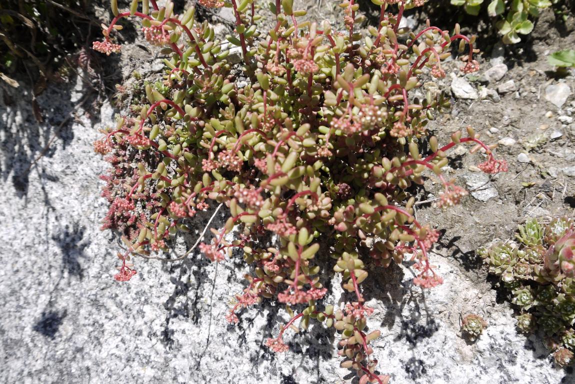 Sedum album murale, Schleiersedum