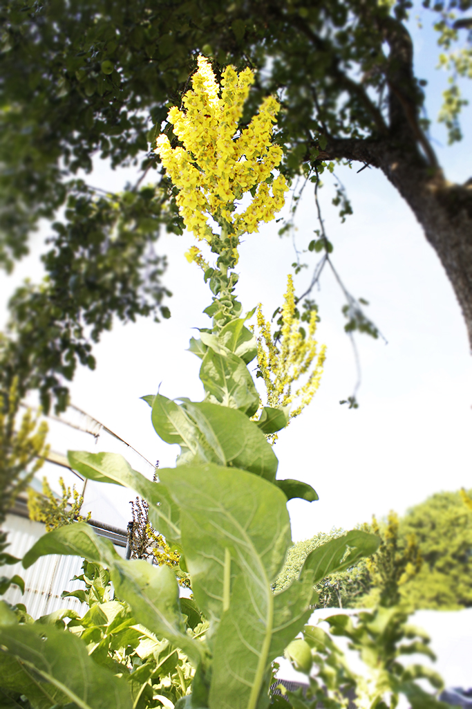 Verbascum nigrum, dunkle Königskerze