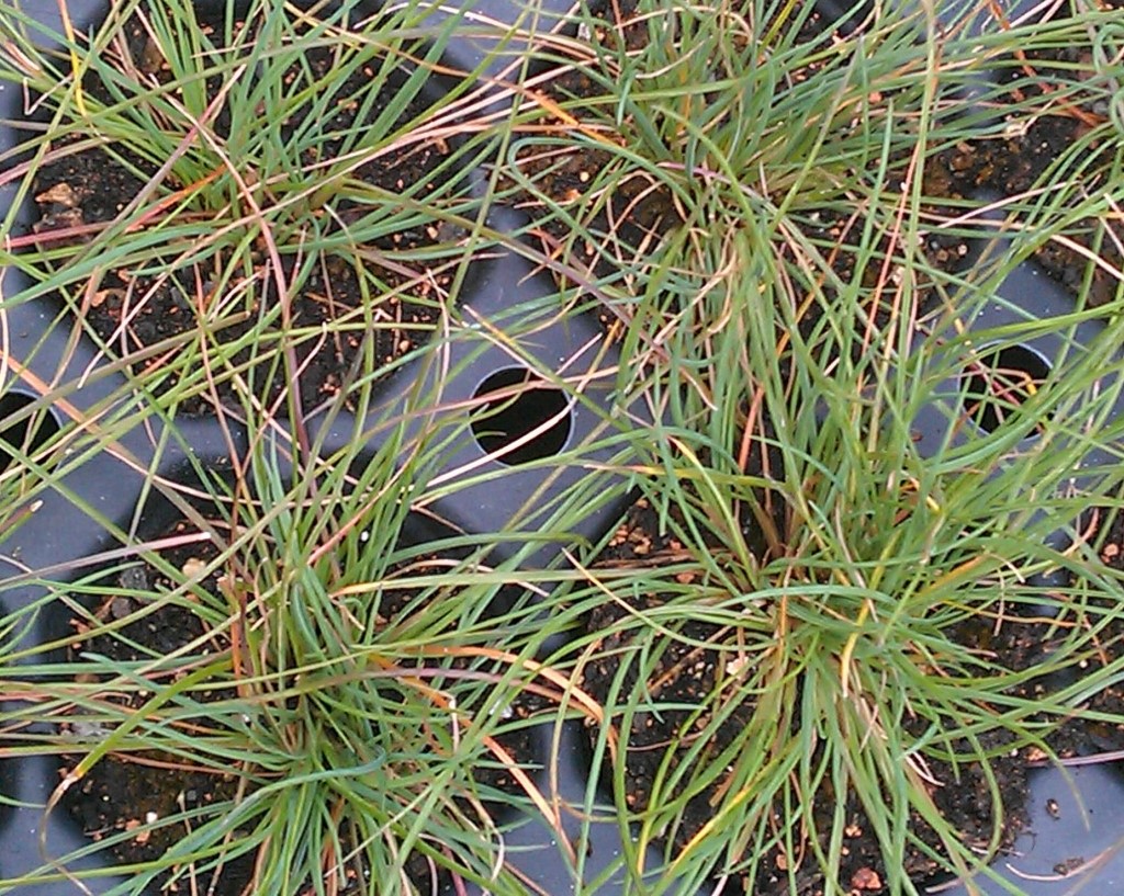 Festuca amethystina, Regenbogen-Schwingel