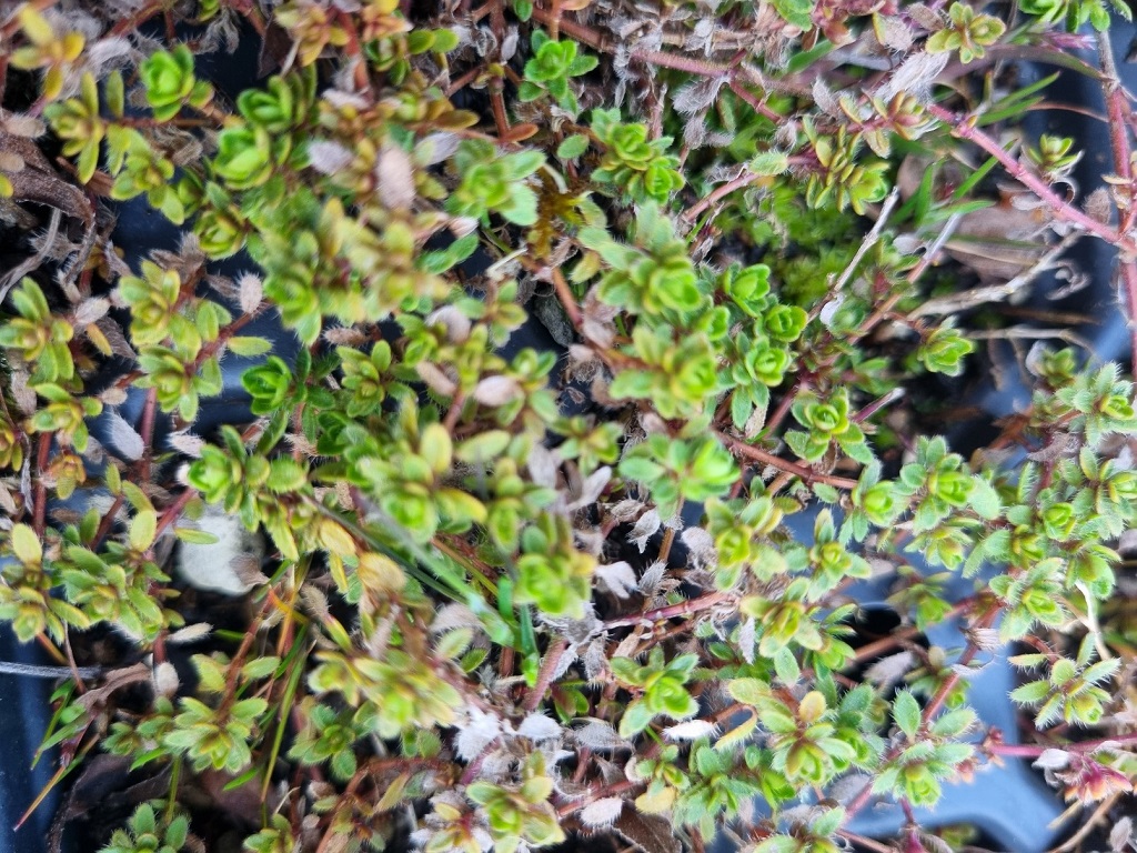 Thymus doerfleri ´Bressingham Seedling`, Dörflers Thymian