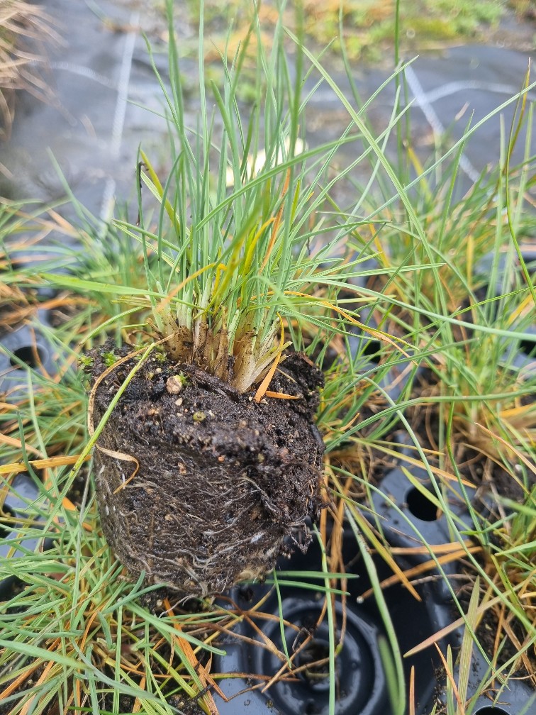 Festuca cinerea glauca, Blauschwingel