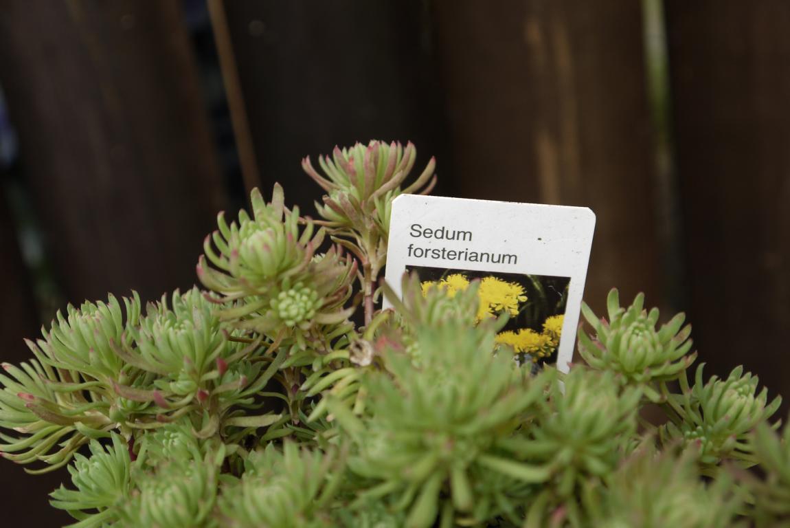 Sedum forsterianum, Schlangenmoos