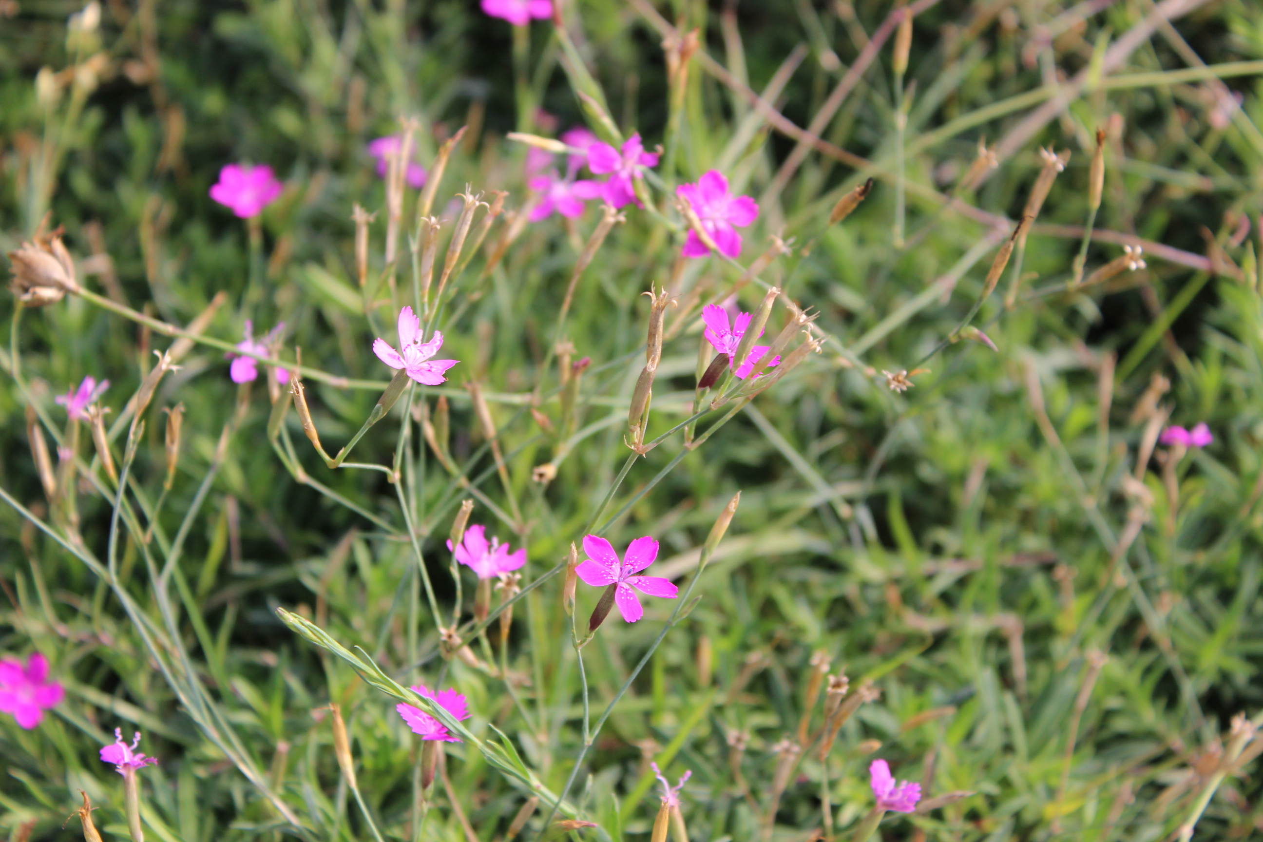 Dianthus-Deltoides Dianthus deltoides, Heide-Nelke