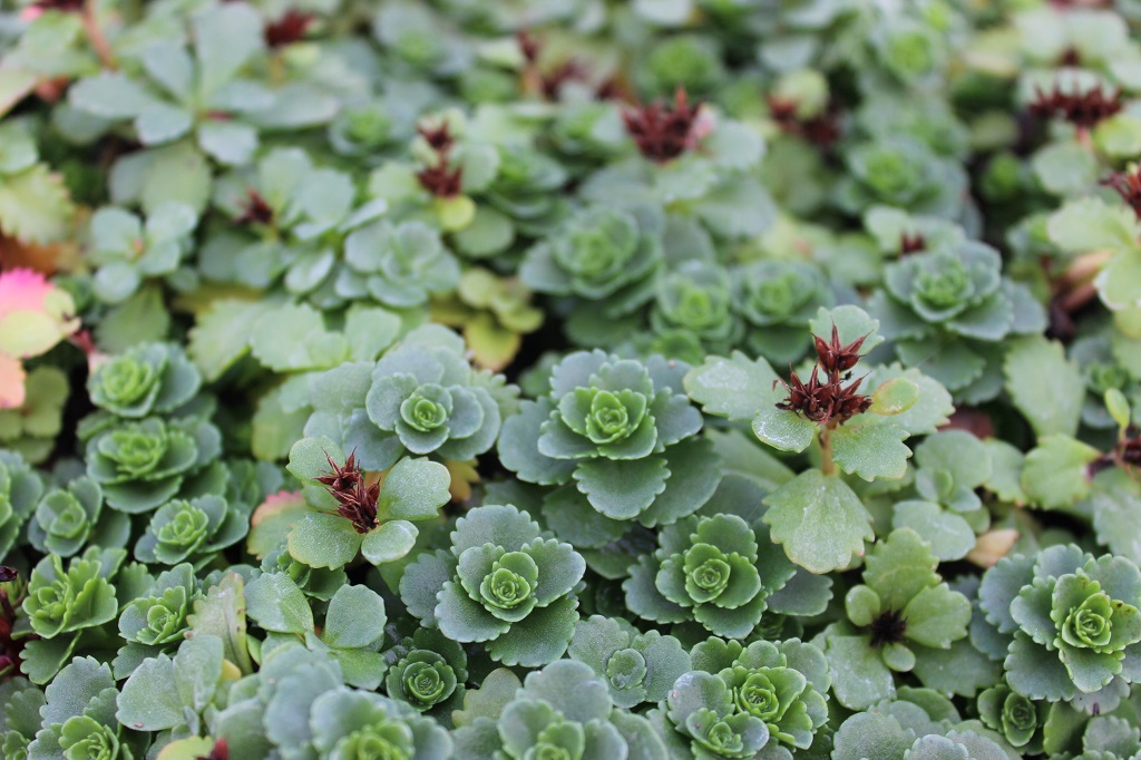 Sedum kamtschaticum, Kamtschatka-Sedum