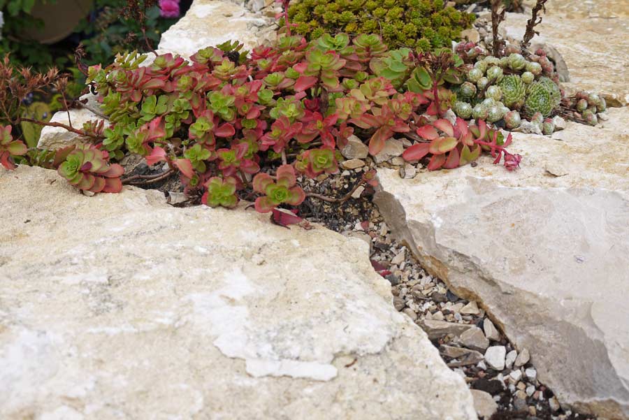 Sedum spurium coccineum, Kaukasus-Fetthenne