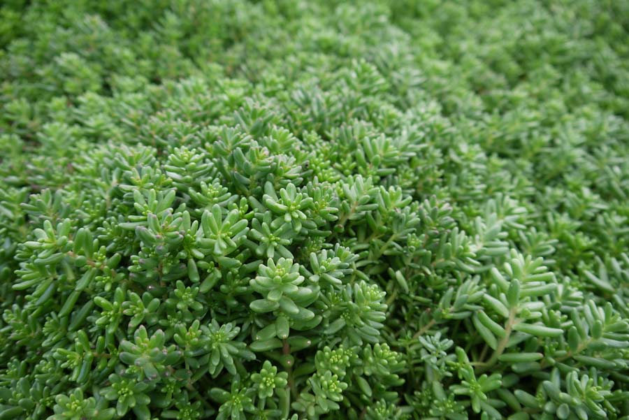 Sedum album, weißer Mauerpfeffer