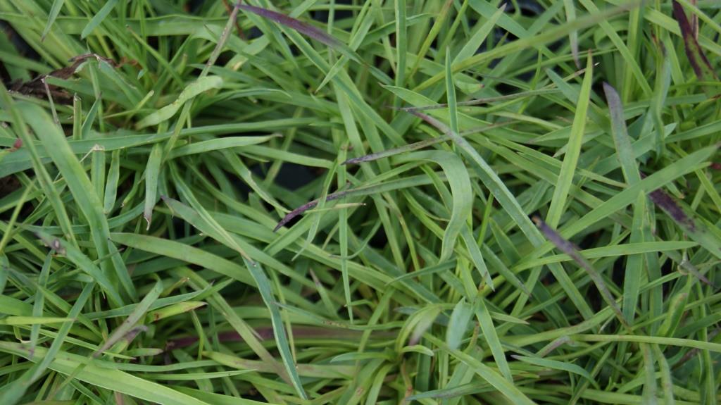 Dianthus carthusianorum, Karthäuser-Nelke