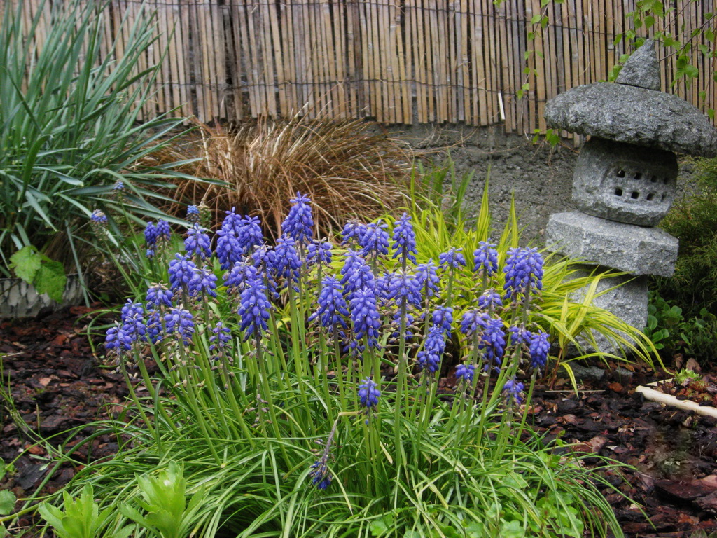 Muscari, Traubenhyazinthe