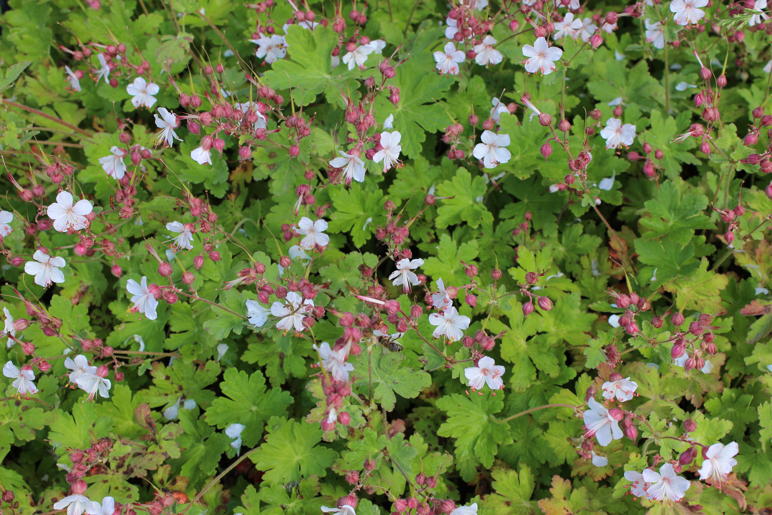 Geranium-mac-spessart Geranium macrorrhizum spessart, Felsen-Storchschnabel