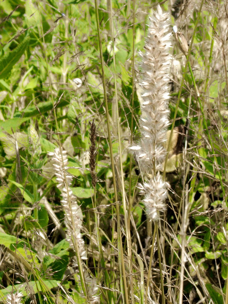 Melica ciliata, Wimper-Perlgras