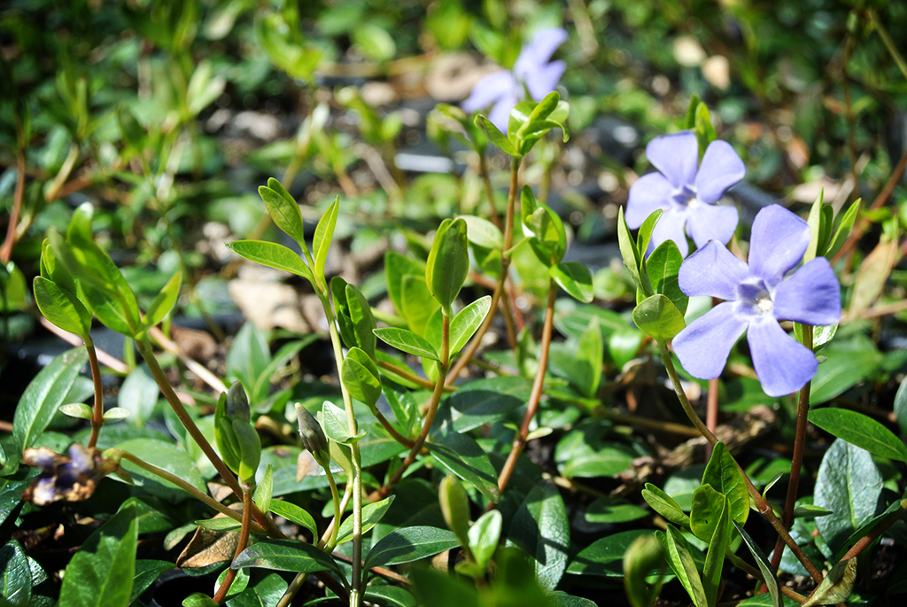Vinca minor - Blauviolett, Kleines Immergrün