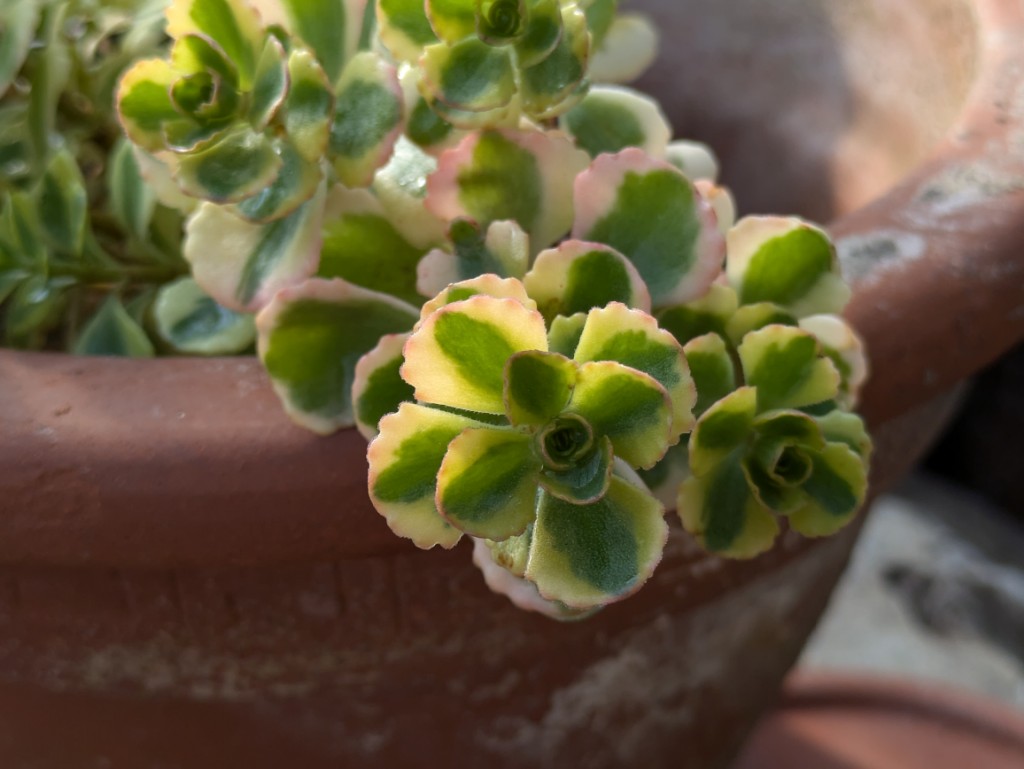 Sedum spurium variegata - Teppich-Fettblatt 'Variegatum'