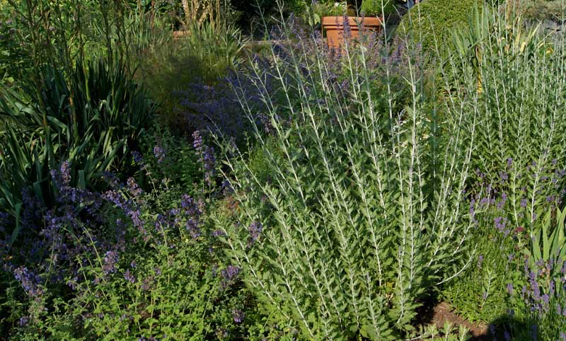 Nepeta racemosa, Katzenminze