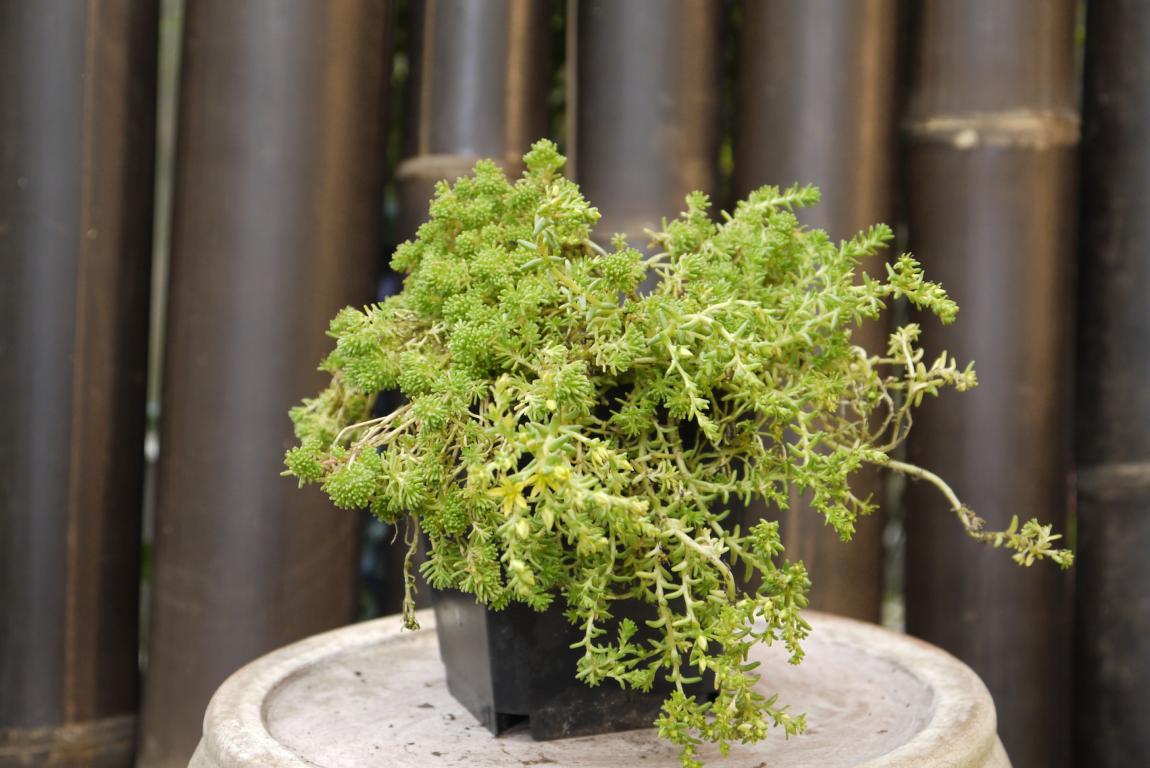 Sedum lydium, Moossedum