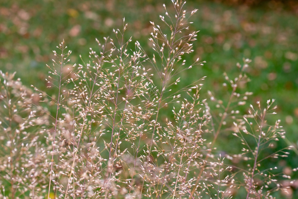 Deschampsia cespitosa, Rasenschmiele Deschampsia cespitosa, Rasenschmiele