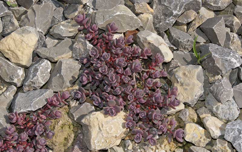 Hylotelephium cyaneum Rosenteppich, Blaugraues Fettblatt