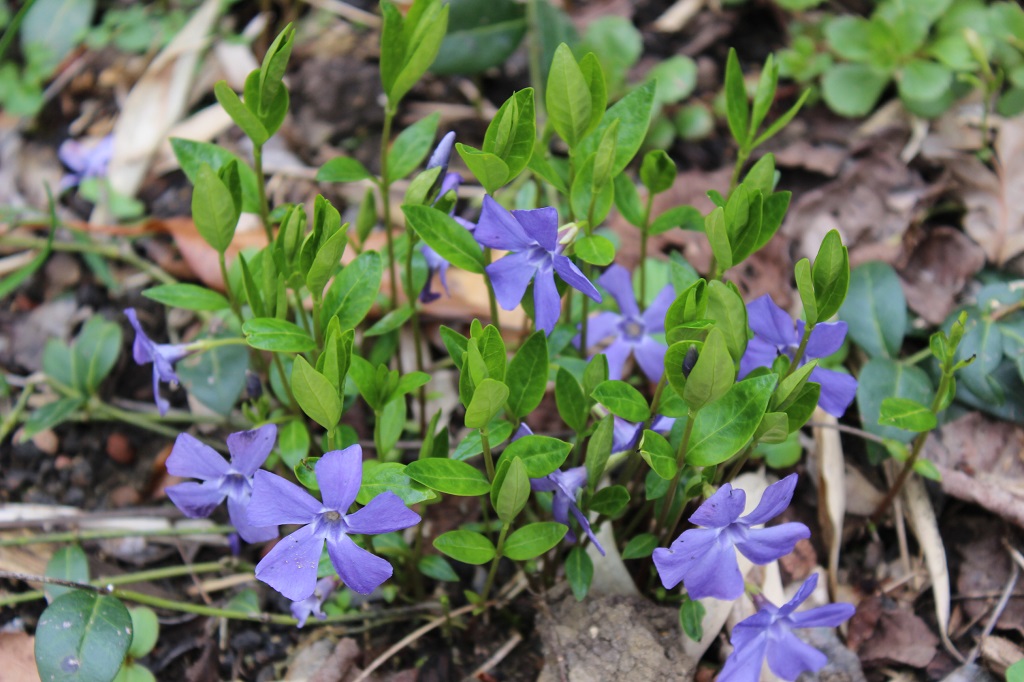 Vinca minor - Blauviolett, Kleines Immergrün