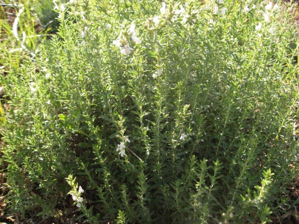 saturaya-montana-dach-und-kr-uter Satureja montana, Bergbohnenkraut