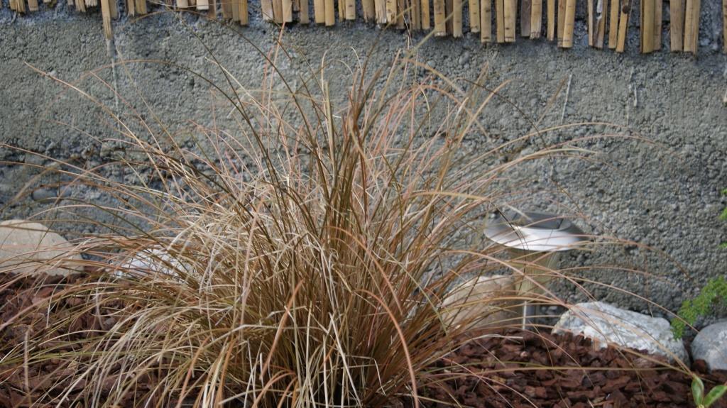Carex buchananii, Rote Segge