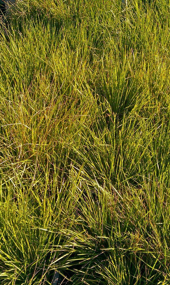 Deschampsia cespitosa, Rasenschmiele