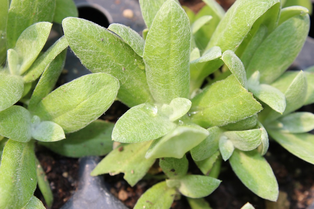 Anaphalis triplinervis- Himalaya Perlkörbchen