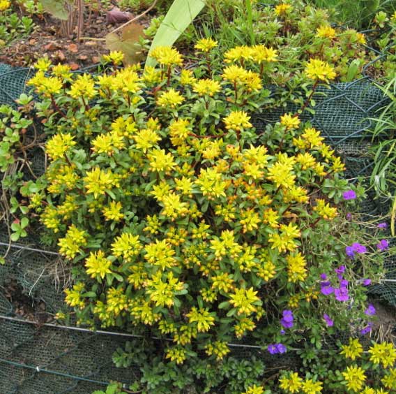 sedum-floriferum-dachgarten24526a5611a5d60 Sedum floriferum, Weihenstephaner Gold