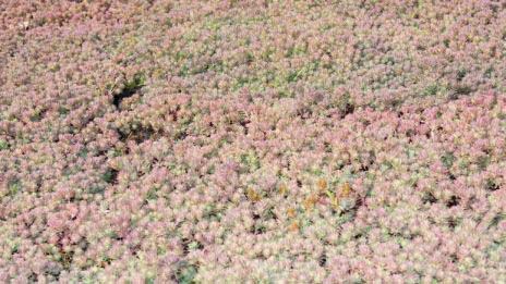 Sedum hispanicum, Spanischer Mauerpfeffer