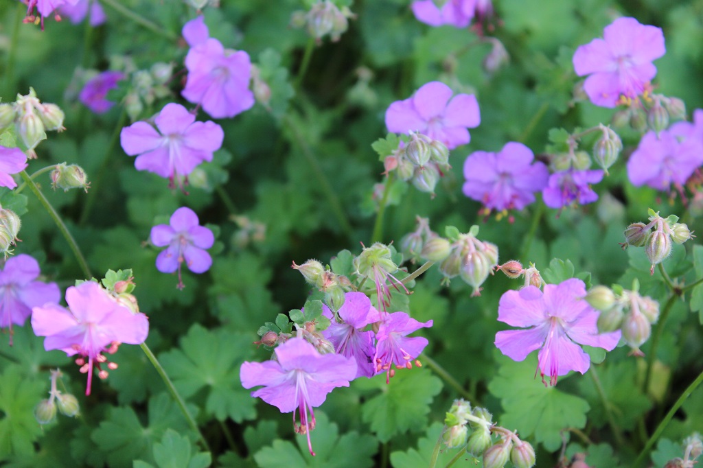 Geranium cantabrigiense cambridge, Storchschnabel
