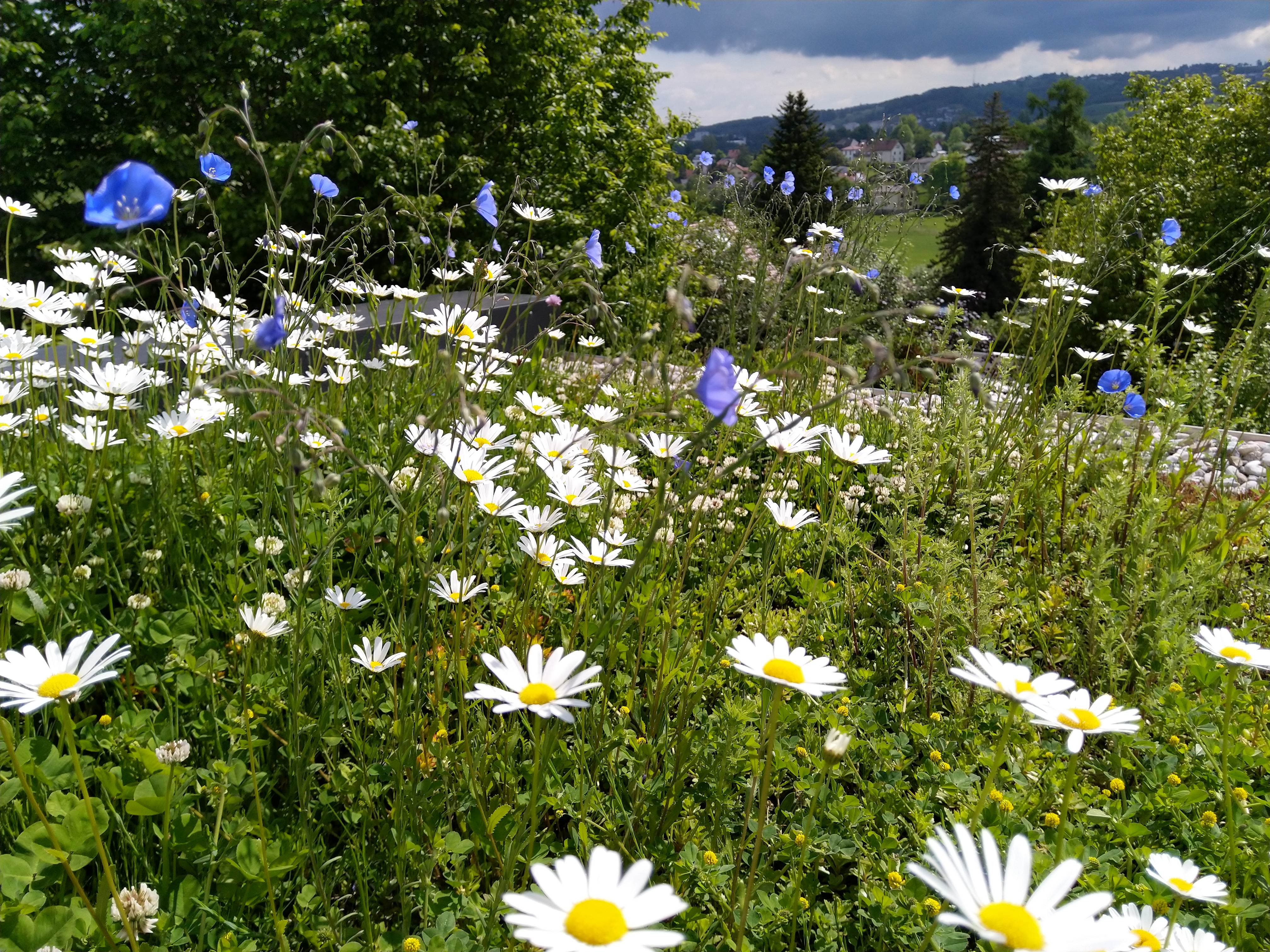 Aster Alpinus, Alpen-Aster