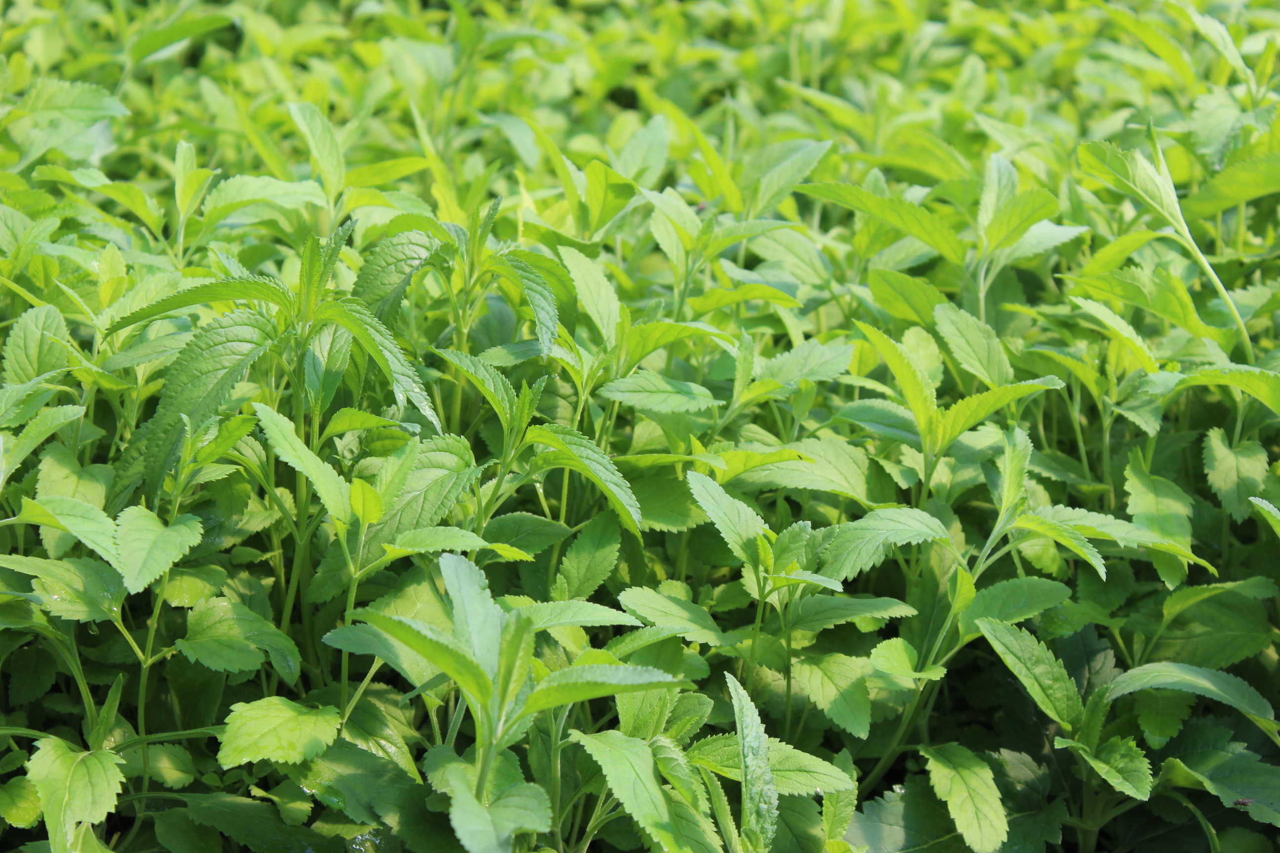 Veronica spicata, Ähriger Ehrenpreis
