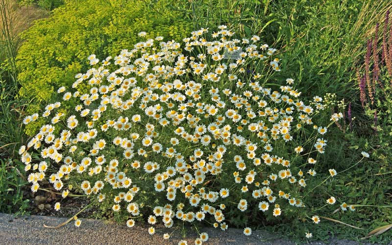 Aster Alpinus, Alpen-Aster