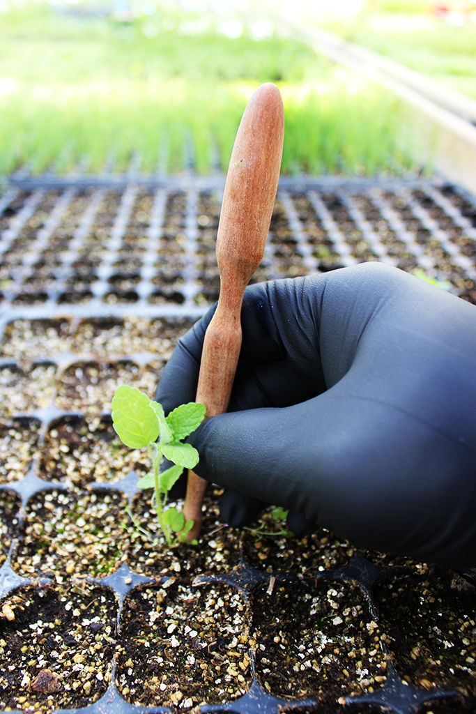 piki3 Pikierstab aus Teakholz