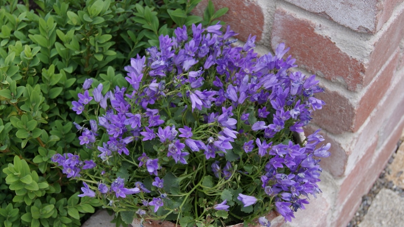 Campanula poscharskyana, Polsterglocke