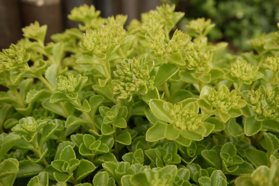 Sedum spurium album superbum, Teppich-Sedum