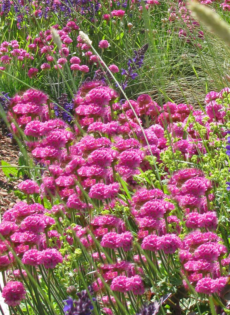 Armeria maritima, Grasnelke