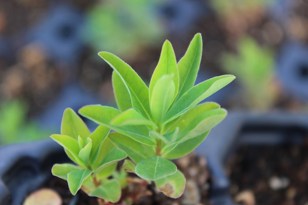 Euphorbia epithymoides – Gold-Wolfsmilch
