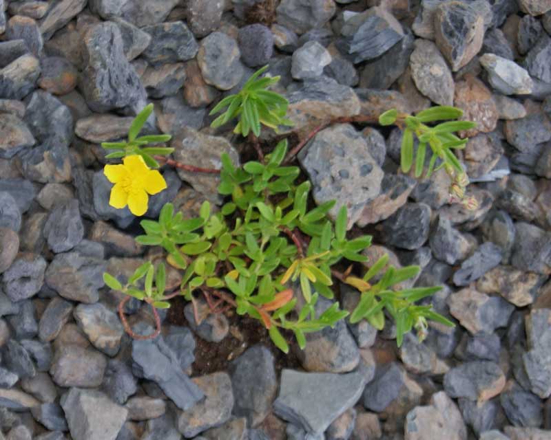 Helianthemum nummularium, Sonnenröschen