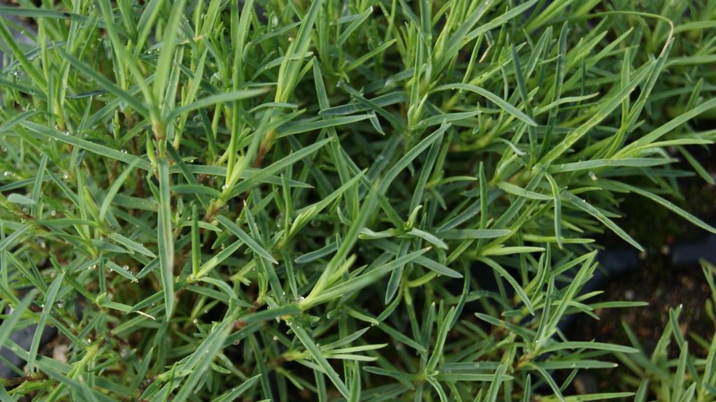 Dianthus arenarius - Sandnelke