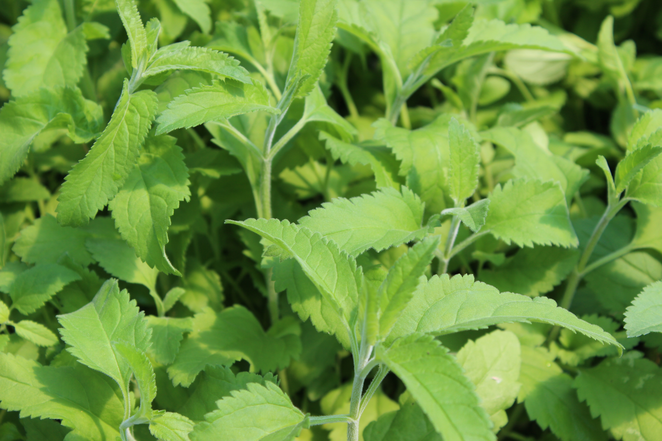 Veronica spicata, Ähriger Ehrenpreis