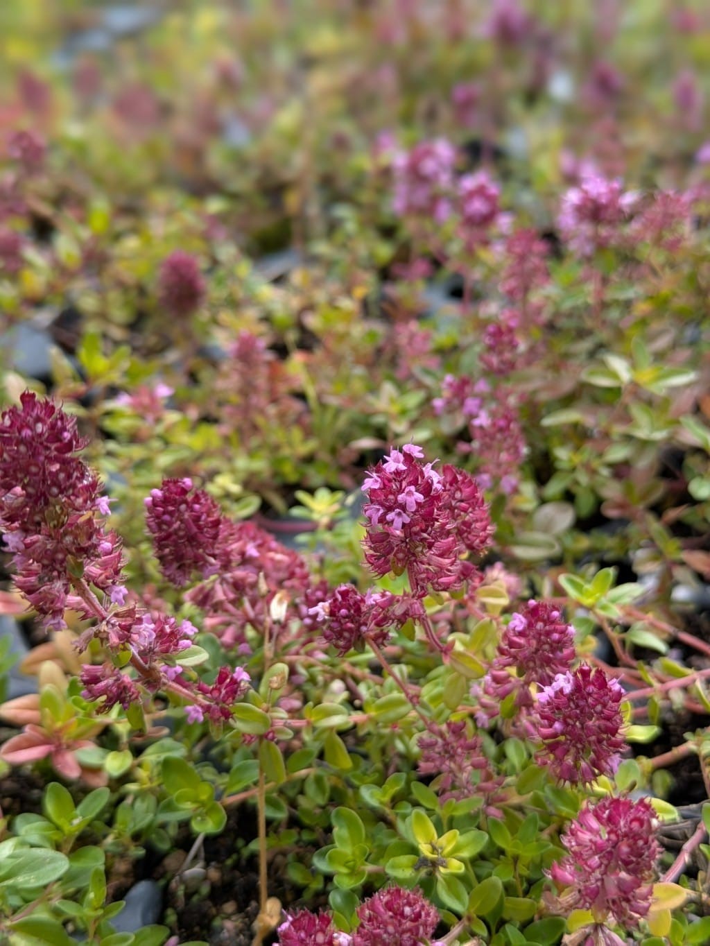 Thymus serpyllum coccineus - Roter Sand-Thymian 