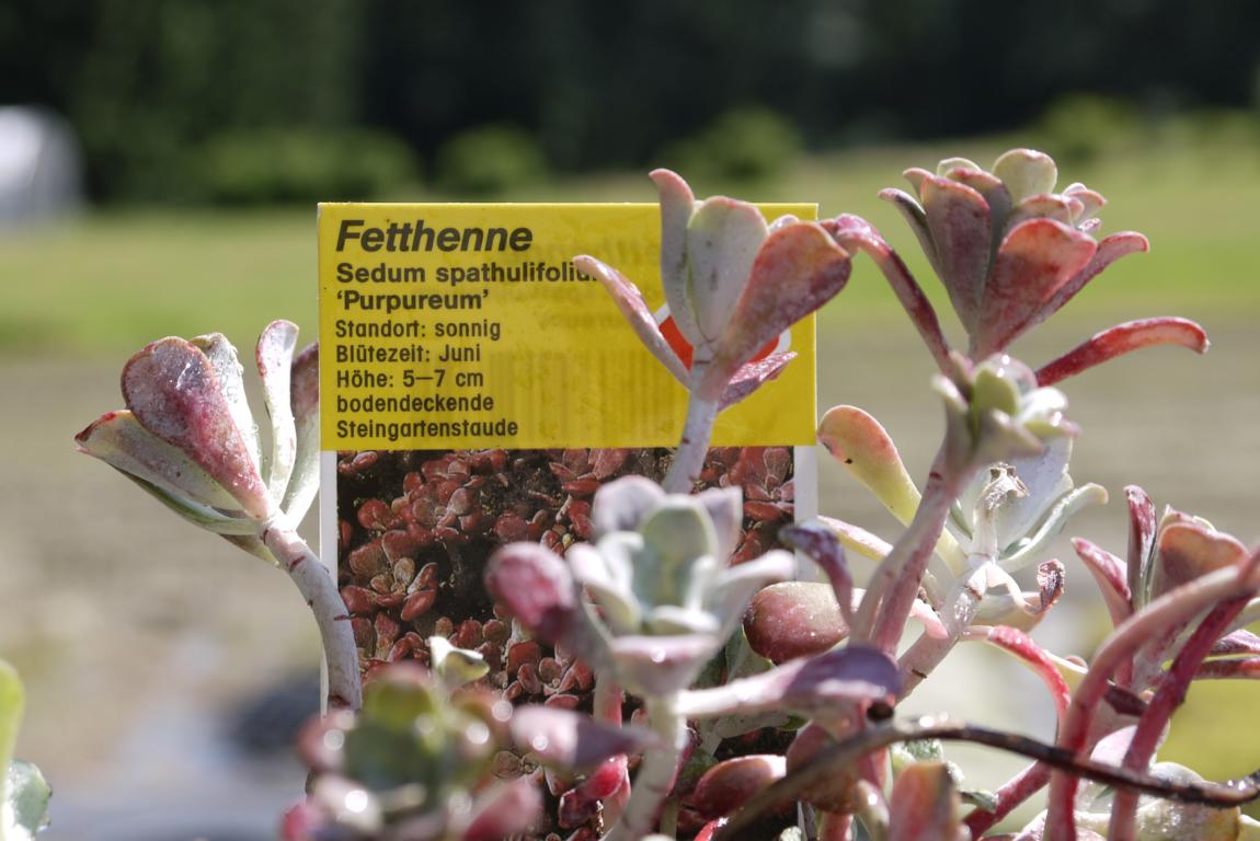 Sedum spathulifolium, Silberspatel-Sedum